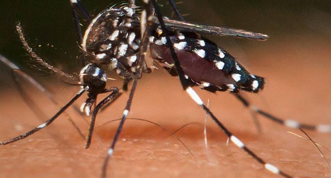 Nowy sposób na komary. Zamgławianie - Zdjęcie główne