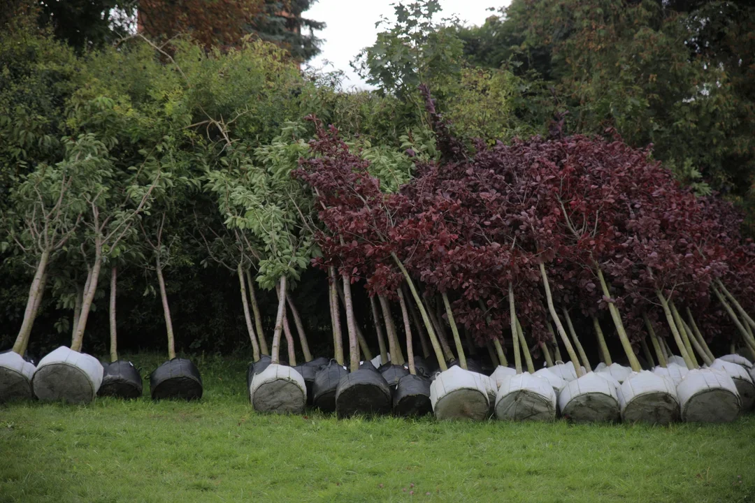 Prawie 200 drzew w nagrodę. Płock wyróżniony w ogólnopolskim programie - Zdjęcie główne