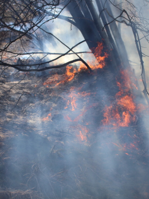 Pożar trawy w Borowiczkach przy ul. Małopolskiej - Zdjęcie główne