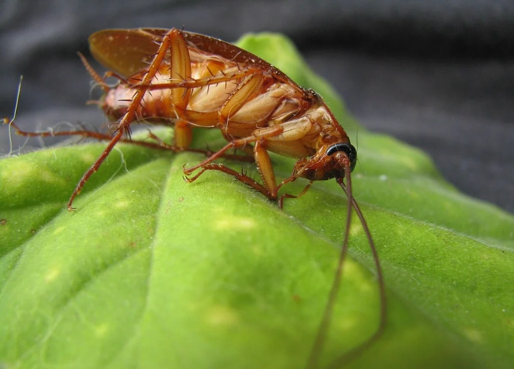 Jak skutecznie pozbyć się karaluchów: Sprawdzone rozwiązania od Opryski4You - Zdjęcie główne