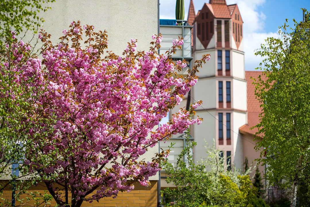 Wiosna w Płocku już w pełni! Zobaczcie, jak pięknie jest w mieście [ZDJĘCIA] - Zdjęcie główne