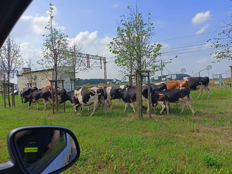 Nietypowy widok. Stado krów wybrało się na spacer po ulicy - Zdjęcie główne