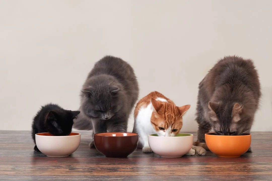 Karma dla kotów: dlaczego warto wybierać produkty z dodatkami witamin? - Zdjęcie główne