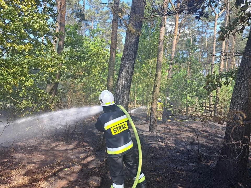 Ekstremalne zagrożenie pożarami w Płocku i regionie. Nawet potłuczona butelka może wywołać pożar lasu! - Zdjęcie główne