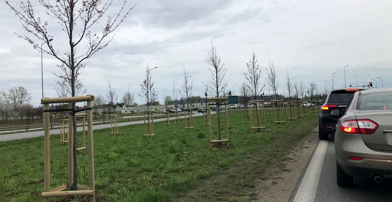 Radny chce przesadzić kilkadziesiąt drzew na Podolszyce i Zielony Jar. Co na to płocki ratusz? - Zdjęcie główne