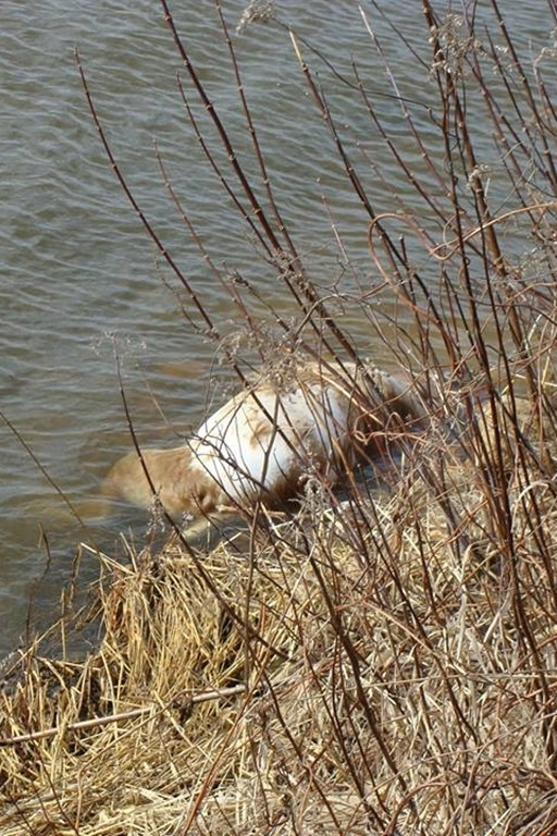 Martwy pies ze związanymi łapami dryfował w rzece - Zdjęcie główne