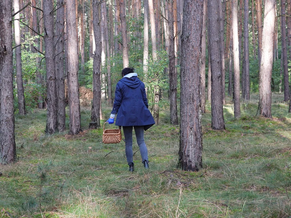 W lasach na razie sucho, ale sezon grzybobrania powoli się rozkręca. Apelujemy o rozwagę - Zdjęcie główne