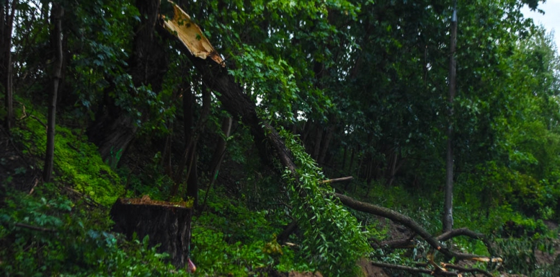 Połamane drzewa i zerwane dachy to efekty wczorajszej wichury - Zdjęcie główne