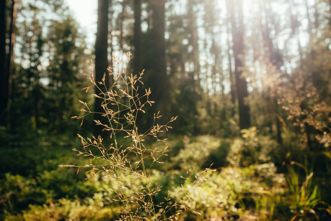 Uzupełnij swoje fotorelacje z podróży zdjęciami makro - Zdjęcie główne