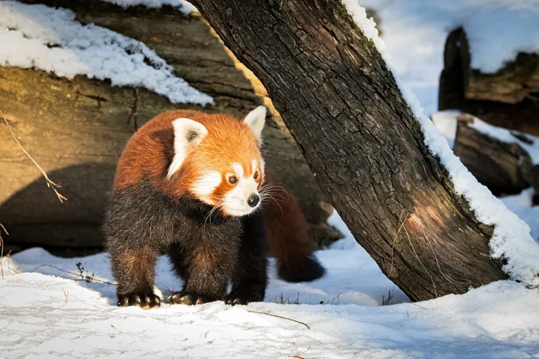 Zwierzęce kreacje, na tropie czy zimowe atrakcje. ZOO zaprasza na bezpłatne zajęcia - Zdjęcie główne