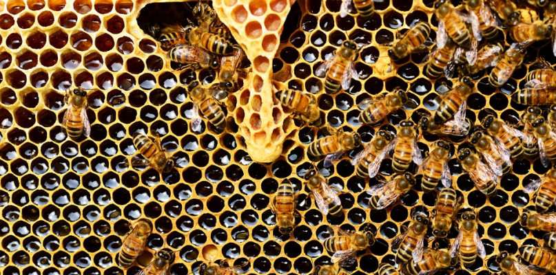 Pracowite pszczoły także do celów specjalnych. Tego możecie o nich nie wiedzieć... - Zdjęcie główne
