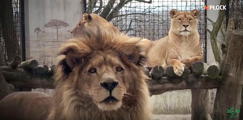 Lwy z płockiego zoo mają nowych opiekunów i symbolicznego ojca chrzestnego - Zdjęcie główne