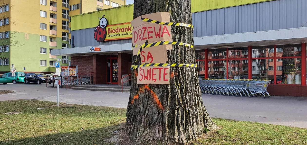 Aktywiści powstrzymali wycinkę drzew przy ul. Tysiąclecia. Nie na długo  - Zdjęcie główne