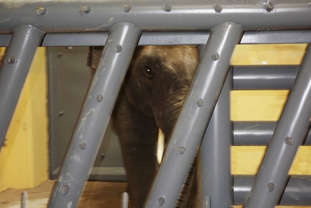 Powitali dwa nowe słonie w zoo [FOTO] - Zdjęcie główne