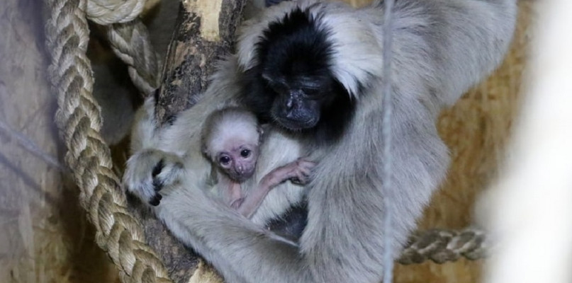 W płockim zoo urodził się gibbon. To drugi potomek płockiej pary [FOTO] - Zdjęcie główne
