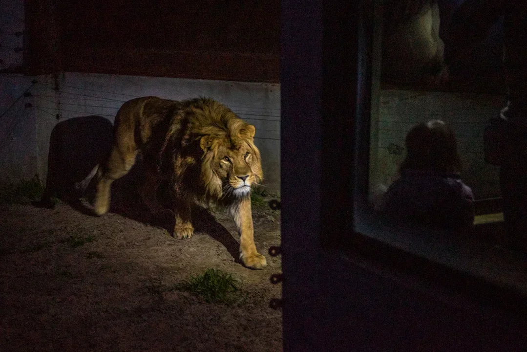 Będzie można wejść do ZOO po zmroku! Startuje sprzedaż biletów - Zdjęcie główne