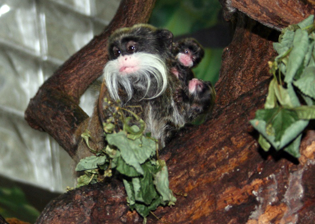 Niesłychane, wąsata urodziła trojaczki - Zdjęcie główne