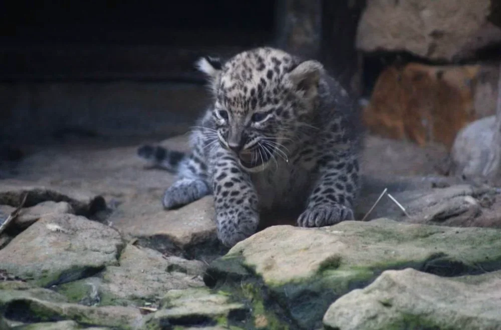 Amor, Chester, Tori, Bubi, a może Bolek? Konkurs z nagrodami na imiona dla lampartów z płockiego zoo - Zdjęcie główne