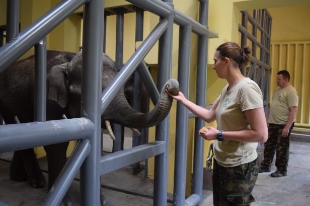 Dobre wieści: przyjechały słonie[FOTO] - Zdjęcie główne