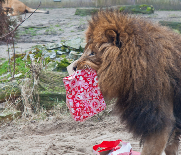Dziewiąte urodziny króla płockiego zoo [FOTO] - Zdjęcie główne