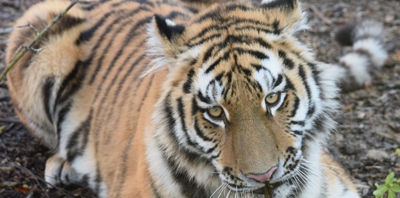 Pomóżcie znaleźć imię dla tygrysicy z zoo - Zdjęcie główne