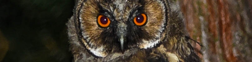 Oko w oko z sową na płockim osiedlu w środku nocy [FOTO] - Zdjęcie główne