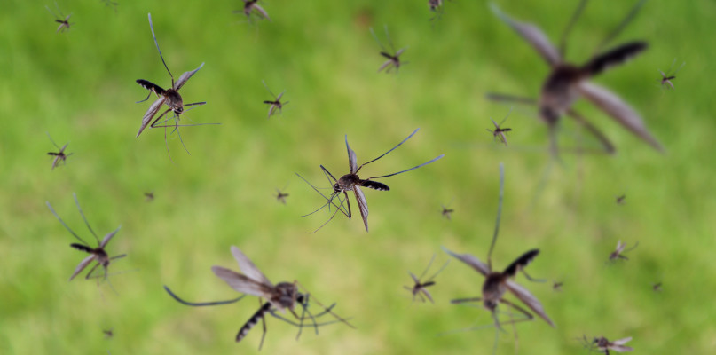 Inwazja komarów - jak się przed nimi chronić? - Zdjęcie główne