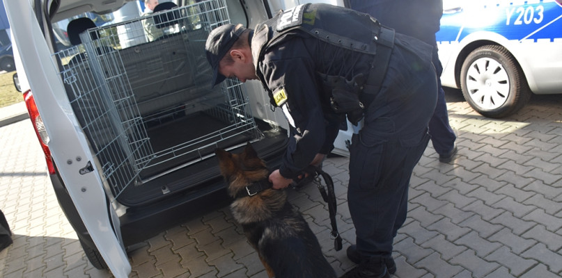 Nowy policjant na czterech łapach. Służbę w Płocku rozpocznie za kilka miesięcy - Zdjęcie główne