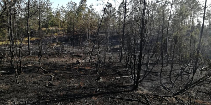 Płonął las pod Płockiem. Strażacy z regionu walczyli z płomieniami [ZDJĘCIA] - Zdjęcie główne