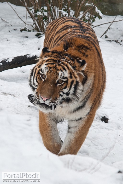 W zoo wybrano imię dla tygrysicy - Zdjęcie główne