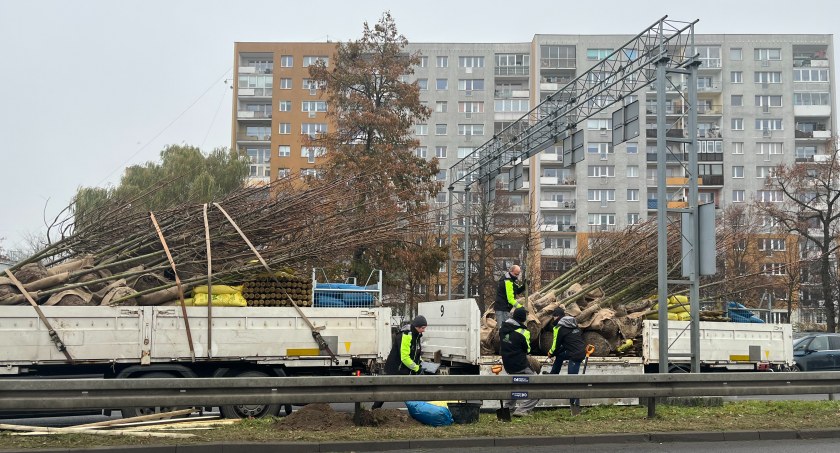 Ponad 600 nowych drzew. Większość dzięki mieszkańcom - Zdjęcie główne