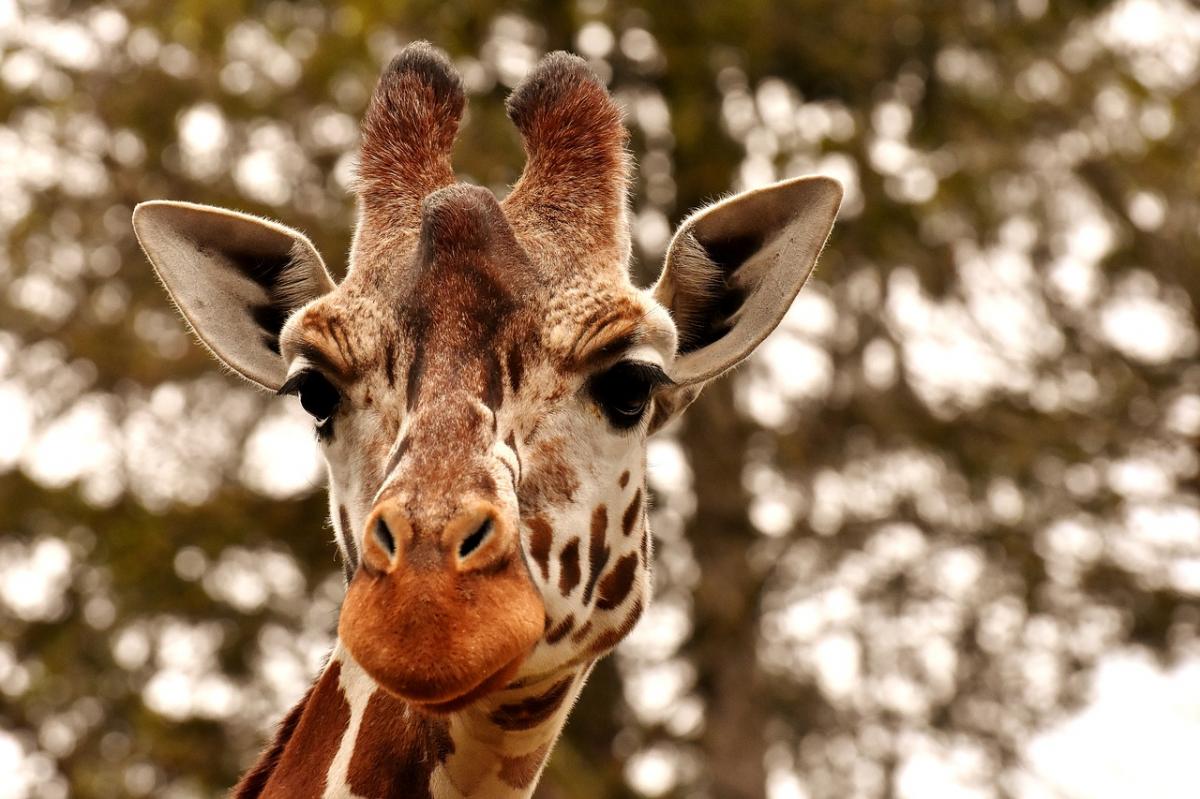 Nowi mieszkańcy w ZOO: zebra, żyrafa i walabie - Zdjęcie główne