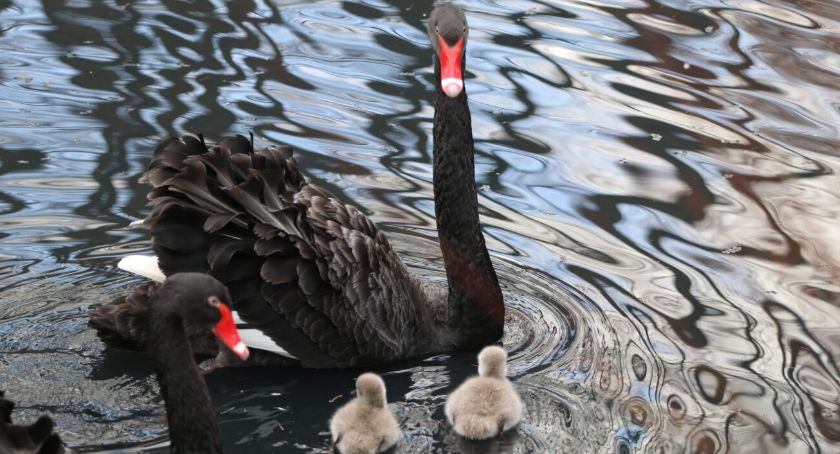 Nietypowe narodziny w gdańskim ZOO. Pierwszy raz jesienią! - Zdjęcie główne