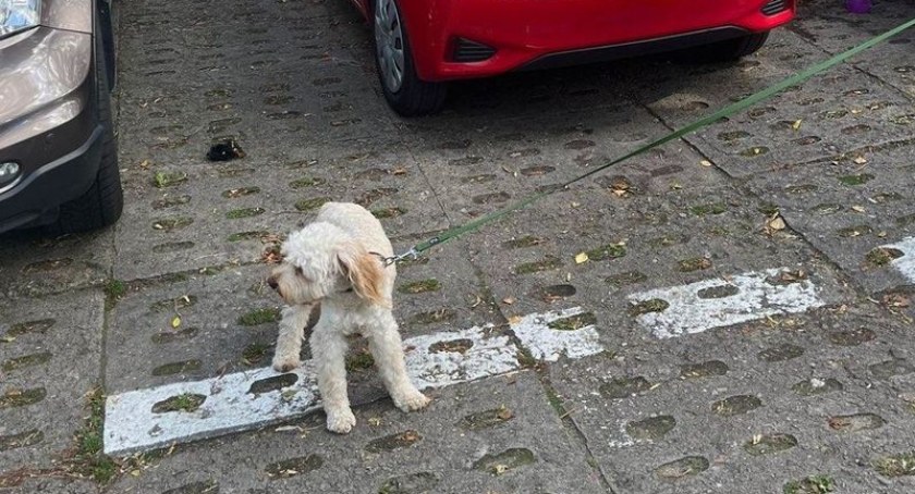 Pies zamknięty w nagrzanym samochodzie. Uratowała go policja - Zdjęcie główne