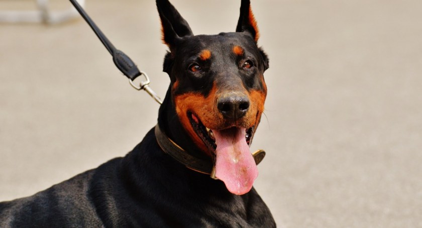 Doberman bronił ratownikom dostępu do nieprzytomnej kobiety - Zdjęcie główne