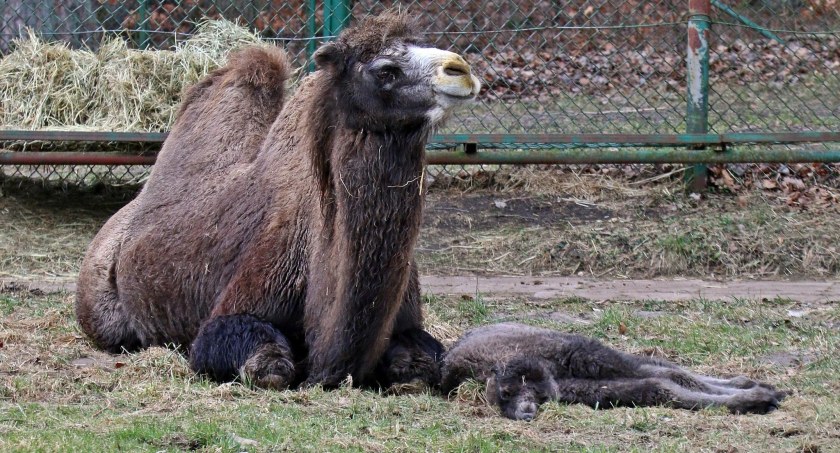 Narodziny w gdańskim zoo. Noworodek ma dwa garby [ZDJĘCIA] - Zdjęcie główne