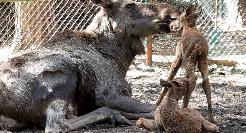 Narodziny w gdańskim ZOO. Na świat przyszły dwa łosie [ZDJĘCIA] - Zdjęcie główne