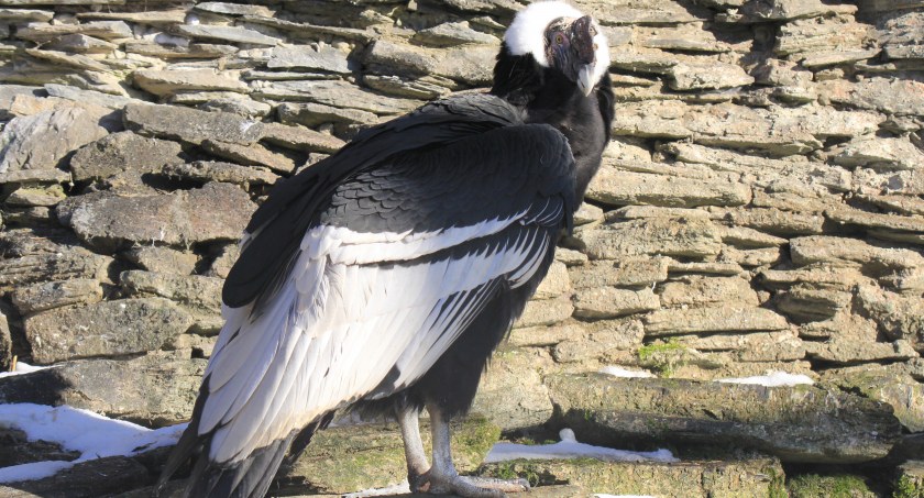 Kondor z gdańskiego ZOO skończył 60 lat. Poznajcie jego historię - Zdjęcie główne