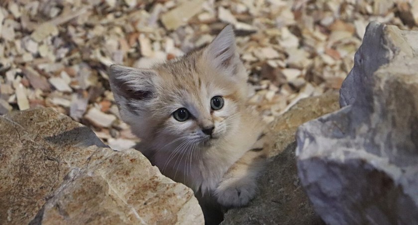 W ZOO urodziły się koty pustynne. Drugi raz w tym roku - Zdjęcie główne