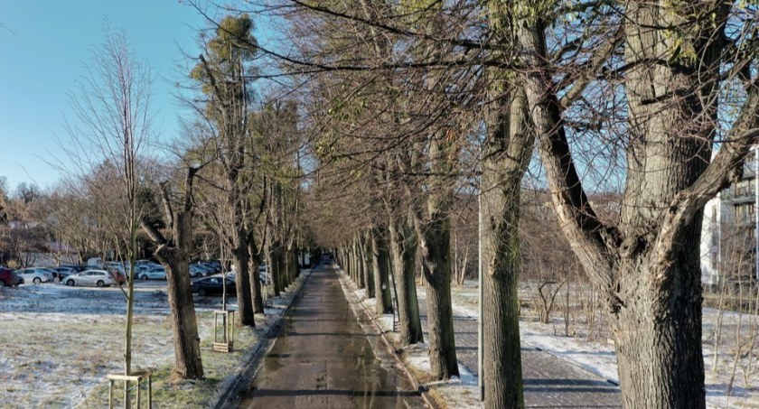 Radni Oliwy walczą o zabytkową aleję drzew wzdłuż ul. Opackiej - Zdjęcie główne