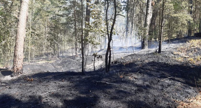 Pożar poszycia leśnego na Wyspie Sobieszewskiej - Zdjęcie główne