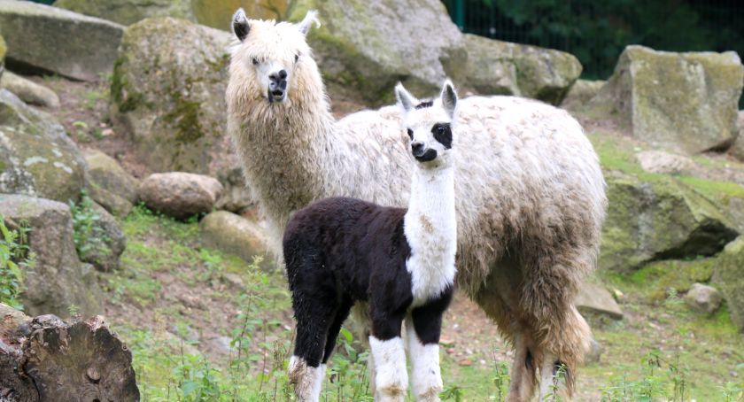 Dziesiątki nowych mieszkańców gdańskiego ZOO w tym roku - Zdjęcie główne