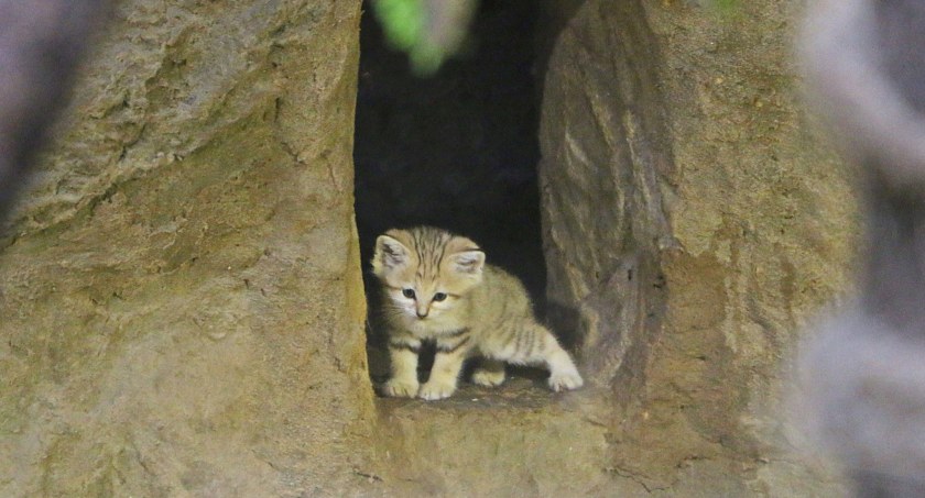  Tłoczno na wybiegu. Jeszcze więcej słodkich kotków w ZOO [ZDJĘCIA] - Zdjęcie główne