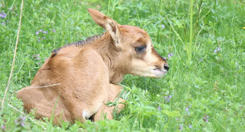 Pierwsze młode rzadkiego gatunku urodziło się w gdańskim ZOO - Zdjęcie główne