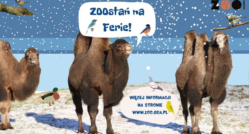 Ferie wśród zwierząt. Niecodzienne atrakcje w gdańskim ZOO - Zdjęcie główne