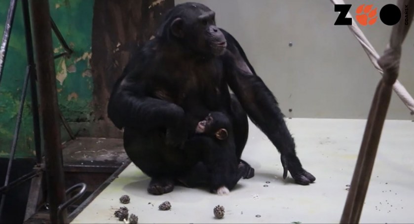 Nowy naczelny w gdańskim zoo - Zdjęcie główne