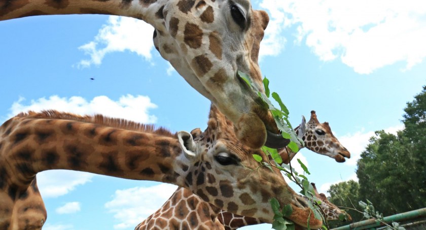  Pokazowe karmienia w gdańskim zoo. Zobacz co jedzą poszczególne gatunki!  - Zdjęcie główne