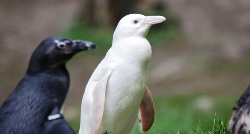 Kokosanka z gdańskiego ZOO w finale konkursu. Jeszcze można głosować - Zdjęcie główne