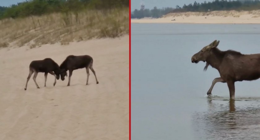 Nietypowi goście na Stogach. Para łosi biegała po plaży [WIDEO]  - Zdjęcie główne