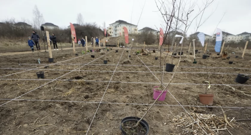 Drugi miejski mikrolas powstanie na Jasieniu - Zdjęcie główne